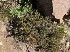 Phyllodoce empetriformis