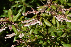 Clethra arborea