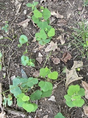Dioscorea polystachya
