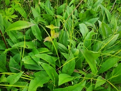 Symphyotrichum urophyllum