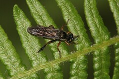 Dioctria