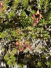 Phyllodoce empetriformis