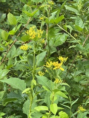 Verbesina occidentalis