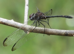 Dythemis velox