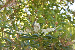 Clethra arborea