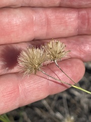 Bebbia juncea