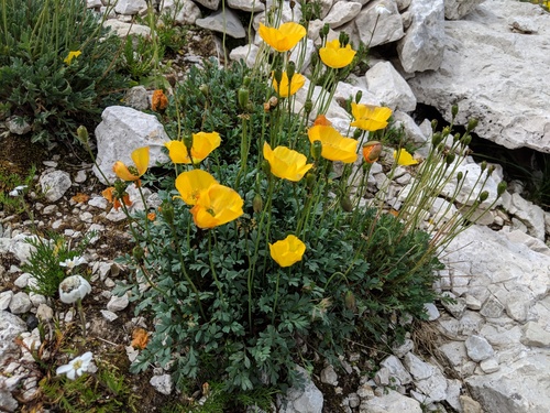 Dwarf poppy (Oreomecon alpina)