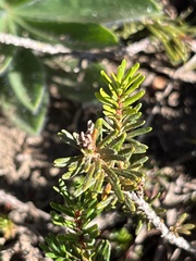 Phyllodoce empetriformis