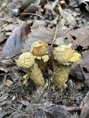 Calostoma lutescens