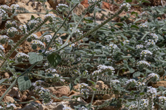 Heliotropium europaeum