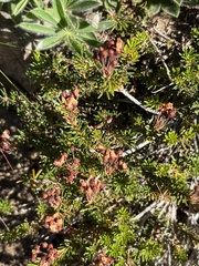 Phyllodoce empetriformis