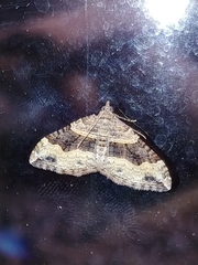 Xanthorhoe defensaria