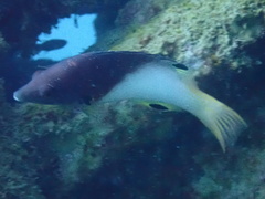 Bodianus axillaris