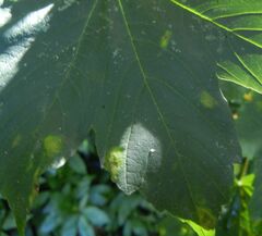 Aceria pseudoplatani