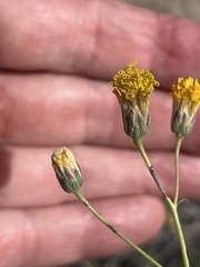Bebbia juncea