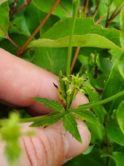 Sanicula marilandica