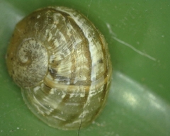 Helicoidea
