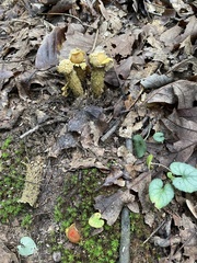 Calostoma lutescens