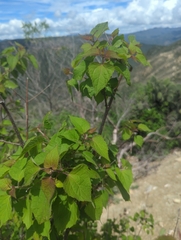 Ageratina
