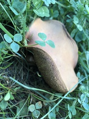 Xerocomellus chrysenteron