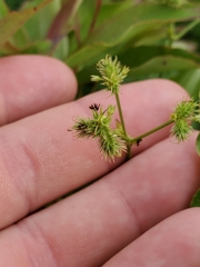 Sanicula marilandica