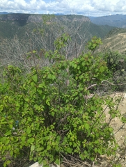 Ageratina