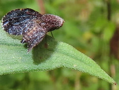 Eutreta noveboracensis