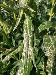 Septoria