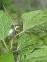Ageratina