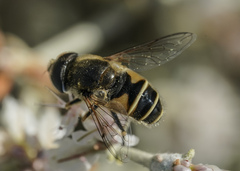 Eristalis hirta