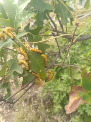 Symphyta