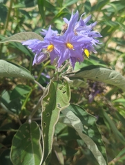 Solanum lanceolatum