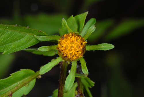 Bidens frondosa