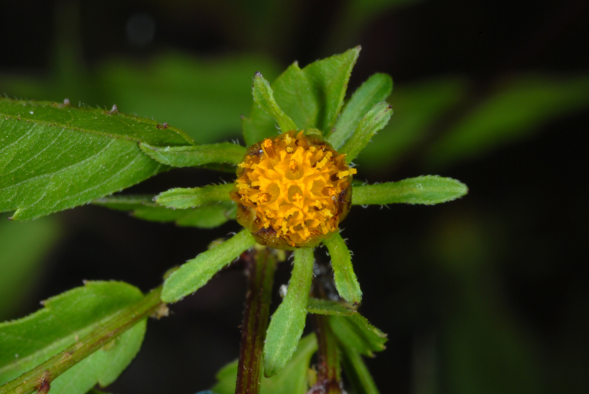 Bidens frondosa