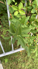 Forsythia × intermedia