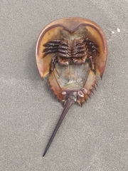 Limulus polyphemus