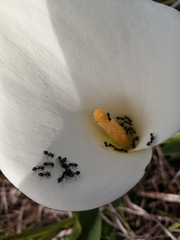 Crematogaster peringueyi