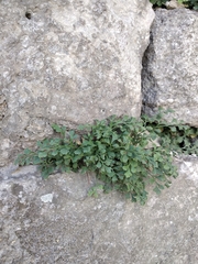 Asplenium ruta-muraria