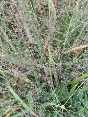 Eragrostis spectabilis
