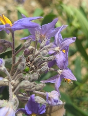 Solanum lanceolatum