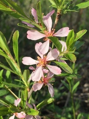 Prunus tenella