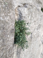 Asplenium ruta-muraria