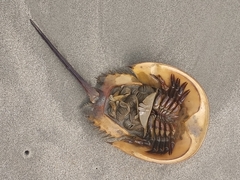 Limulus polyphemus