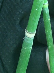 Equisetum hyemale
