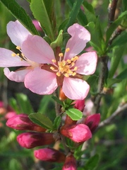 Prunus tenella