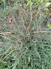 Eragrostis spectabilis