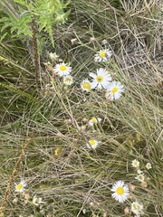 Erigeron annuus