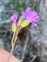 Boechera