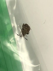 Acanthoscelides obtectus