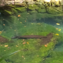 Atractosteus tropicus